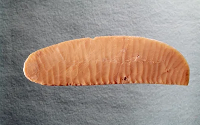 Messerblatt, ca. 3000 v. Chr.